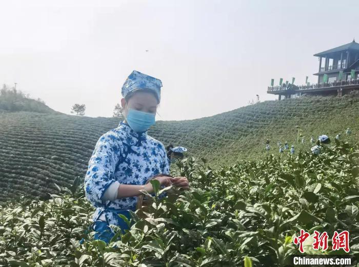 信阳毛尖进入采茶季逾200万亩茶园开启大面积采摘